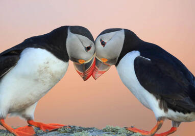 From cute to catalyst